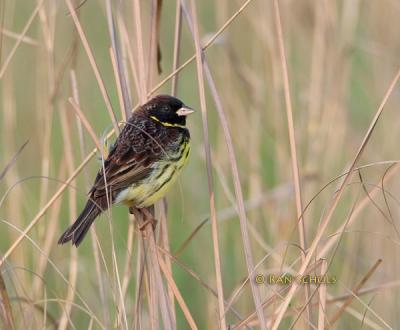 Yellow-breasted bunting C20D_02452.jpg