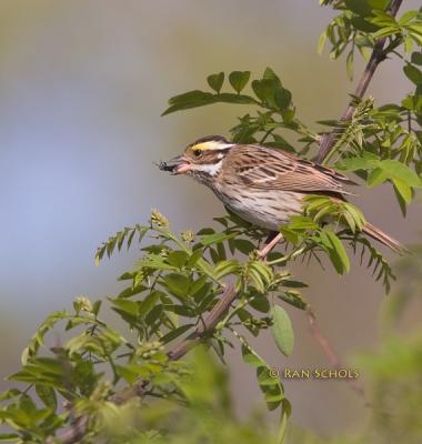 Yellow-browed bunting C20D_02793.jpg