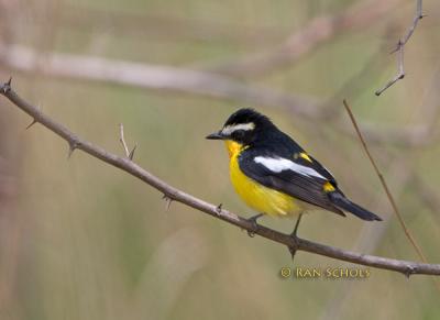 Yellow-rumped flycatcher C20D_03491.jpg