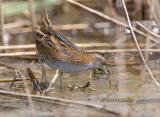 Baillons crake C20D_02611.jpg