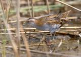 Baillons crake C20D_02612.jpg