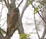 Brown hawk owl C20D_03891.jpg