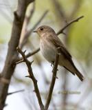 Dark-sided flycatcher C20D_03949.jpg