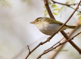 Eastern crowned warbler C20D_02591.jpg