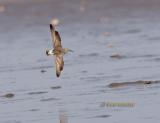 Great knot C20D_03044.jpg