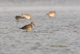 Great knot C20D_03050.jpg