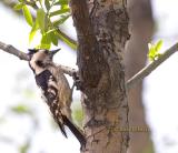 Grey-capped woodpecker C20D_02292.jpg