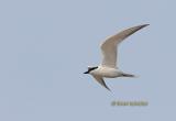 Gull-billed tern C20D_03048.jpg