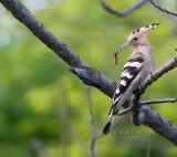 Hoopoe C20D_03913.jpg