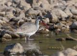 Ibisbill C20D_02095.jpg