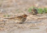 Little bunting C20D_02579.jpg