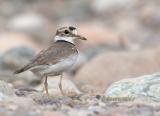 Long billed plover C20D_02023.jpg