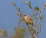 Meadow bunting C20D_02211.jpg