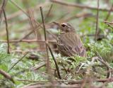 Olive backed pipit C20D_01984.jpg