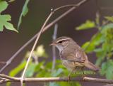 Raddes warbler C20D_03988.jpg