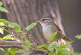 Raddes warbler C20D_03994.jpg