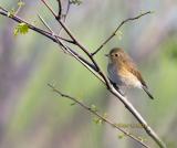 Red-flanked bluetail C20D_02665.jpg