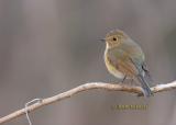 Red-flanked bluetail C20D_02732.jpg