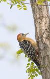 Rufous-bellied woodpecker C20D_02980.jpg