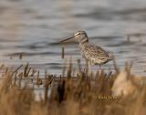 Spotted redshank C20D_02455.jpg