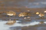 Temmincks stint C20D_02271.jpg