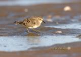 Temmincks stint C20D_02284.jpg