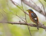 White-throated rock thrush C20D_03730.jpg