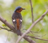 White-throated rock thrush C20D_03754.jpg