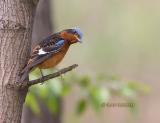 White-throated rock thrush C20D_03783.jpg