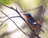 White-throated rock thrush C20D_03906.jpg