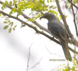 Black-winged cuckooshrike C20D_03792.jpg