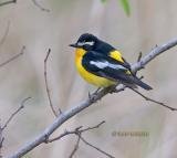 Yellow-rumped flycatcher C20D_03606.jpg