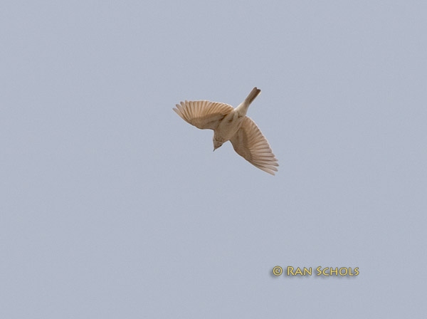 Asian short-toed lark C20D_02457.jpg