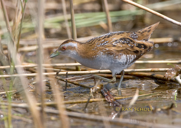 Baillons crake C20D_02612.jpg