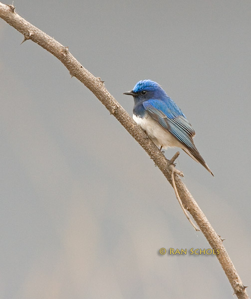 Blue-and-white flycatcher C20D_02742.jpg