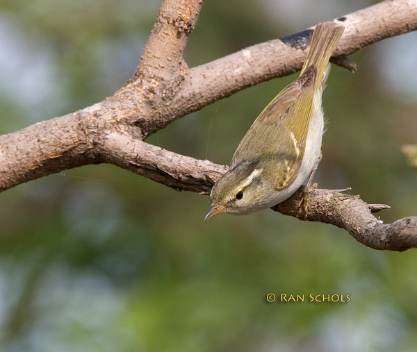 Blyths leaf warbler C20D_02569.jpg