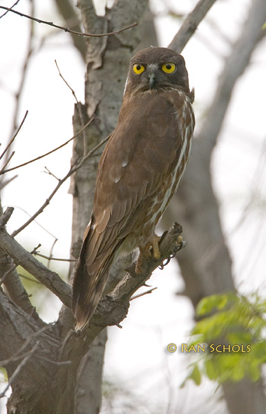 Brown hawk owl C20D_03890.jpg