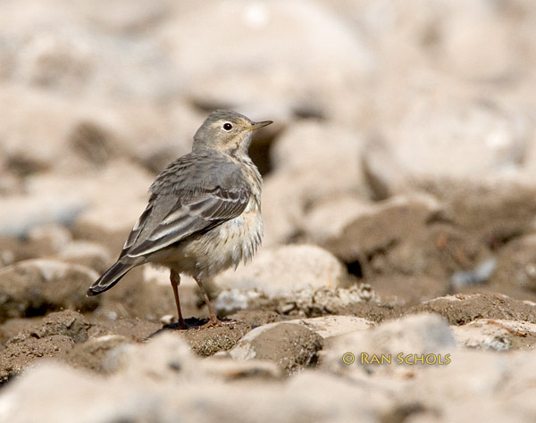 Buff bellied pipit C20D_02234.jpg