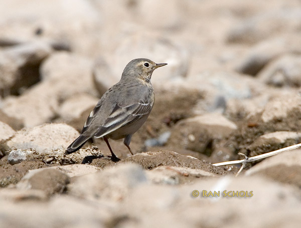 Buff-bellied pipit C20D_02237.jpg