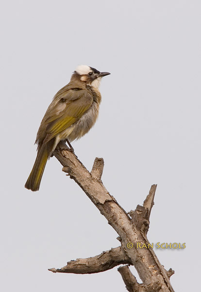 Chinese bulbul C20D_03698.jpg