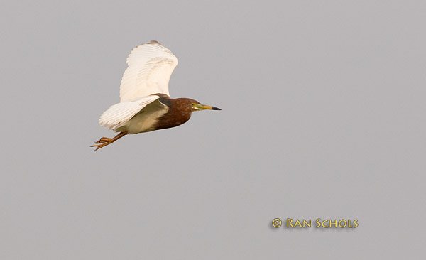 Chinese pond heron C20D_03680.jpg