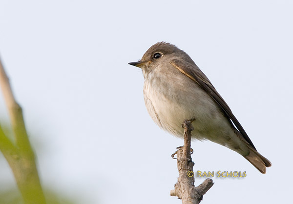 Dark-sided flycatcher C20D_03929.jpg