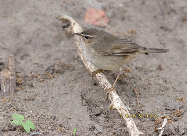 Dusky warbler C20D_03552.jpg
