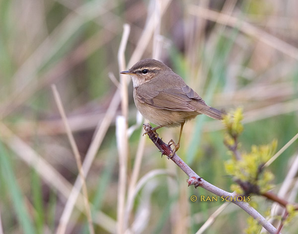 Dusky warbler C20D_03701.jpg