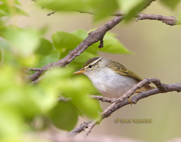 Eastern crowned warbler C20D_02592.jpg