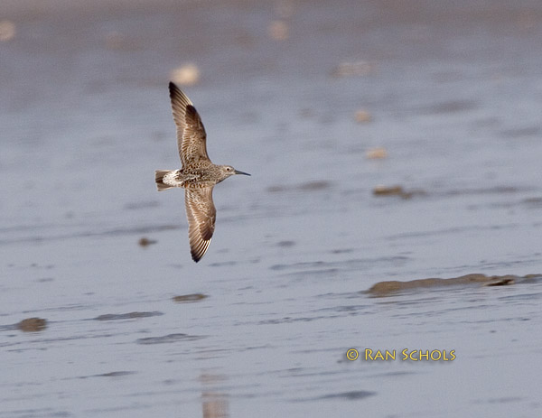 Great knot C20D_03044.jpg