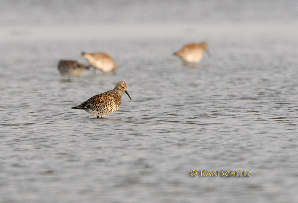 Great knot C20D_03050.jpg
