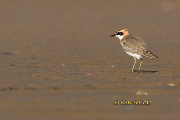 Greater sandplover C20D_02258.jpg