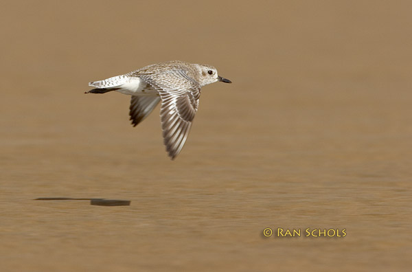 Grey plover C20D_02389.jpg