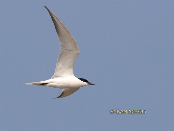 Gull-billed tern C20D_03440.jpg